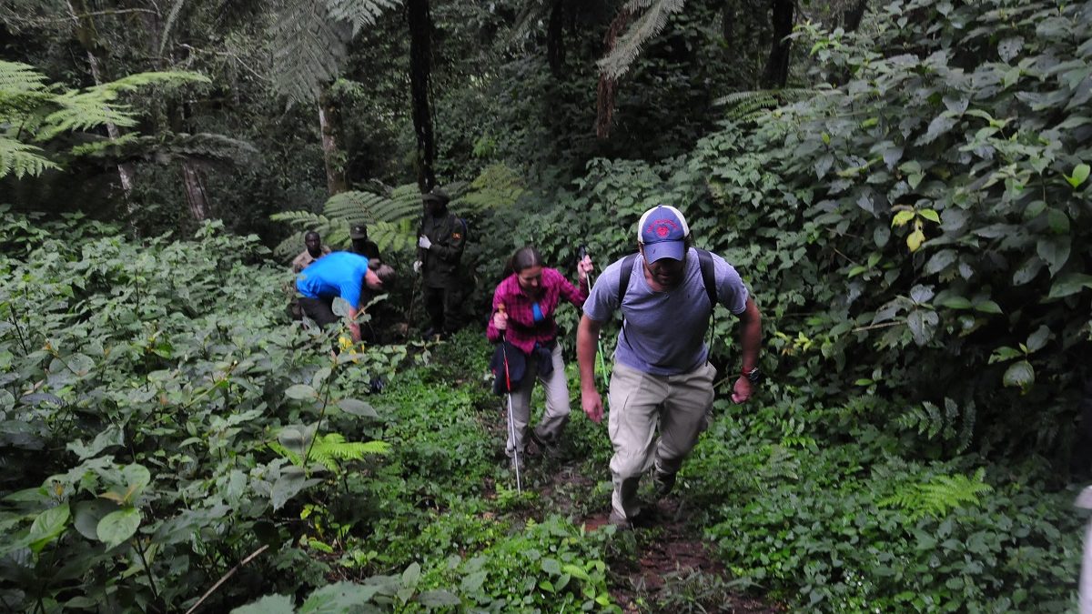 Is Gorilla Trekking in Rwanda Possible from Manchester United?