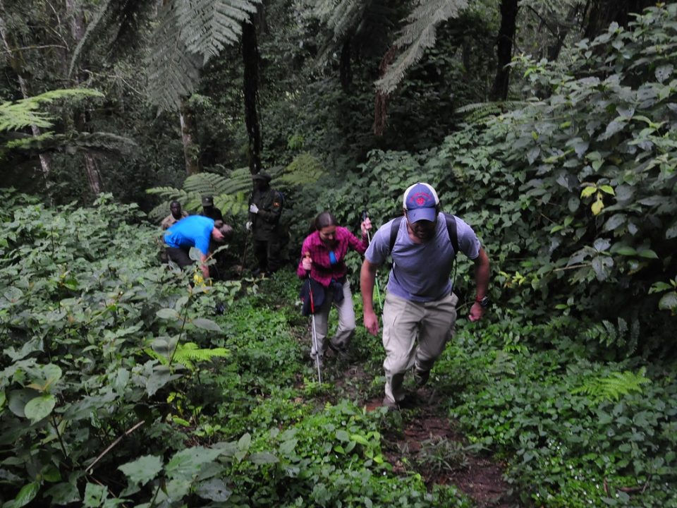 Is Gorilla Trekking in Rwanda Possible from Manchester United?