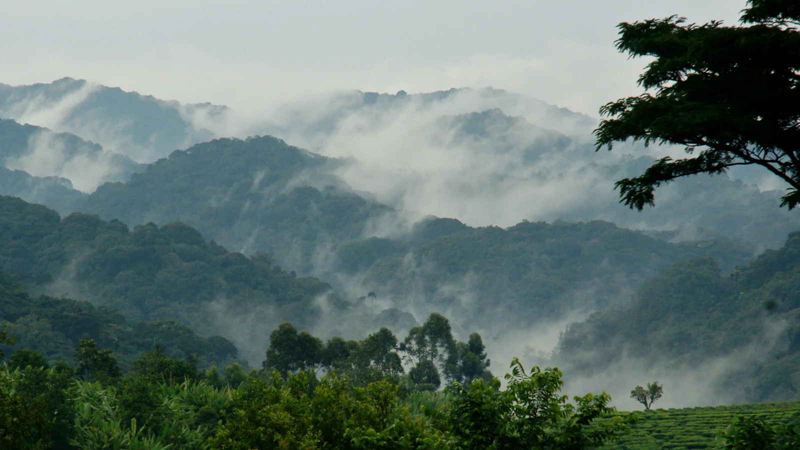 Bwindi Gorilla Trekking Price 