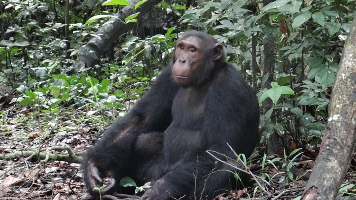 Chimpanzee Tracking in Budongo