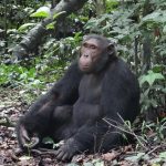 Chimpanzee Tracking in Budongo