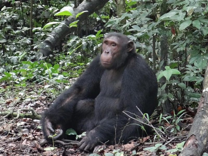 Chimpanzee Tracking in Budongo