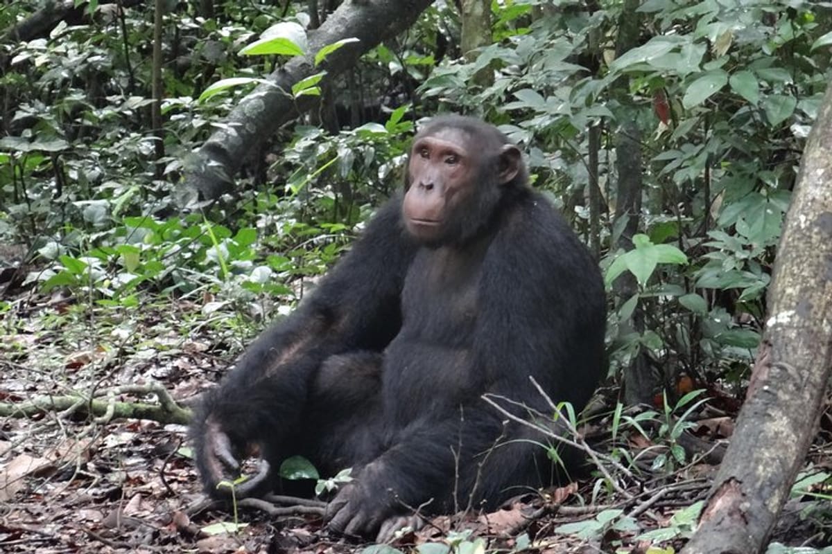 Chimpanzee Tracking in Budongo