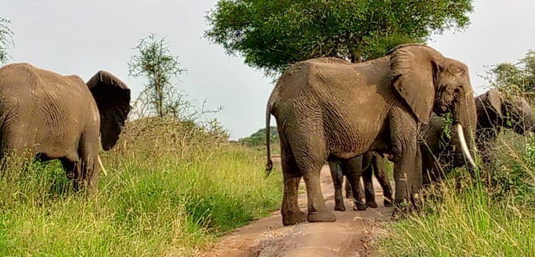 Uganda Safari Destinations