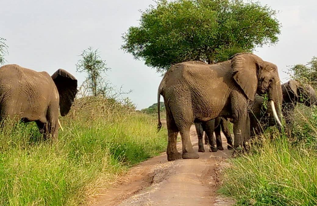 Uganda Safari Destinations