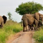Uganda Safari Destinations