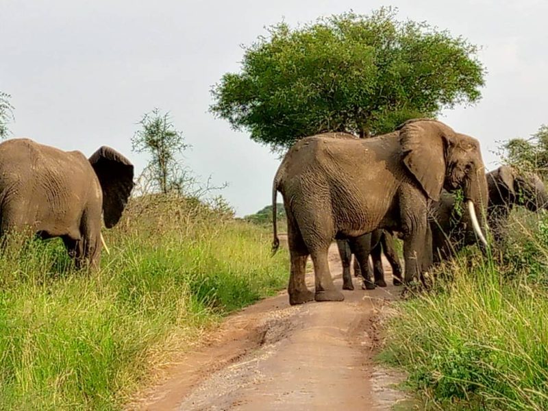 Uganda Safari Destinations