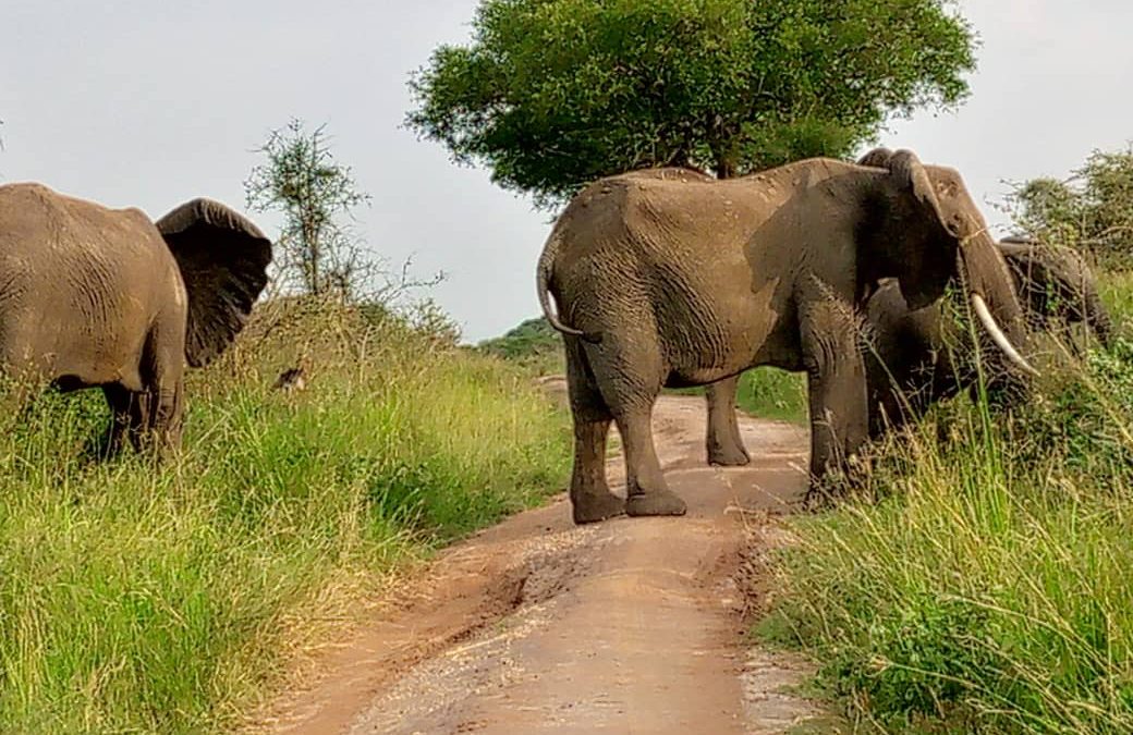 Are Kenya Safaris Worth It?
