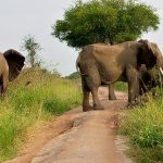 Are Kenya Safaris Worth It?