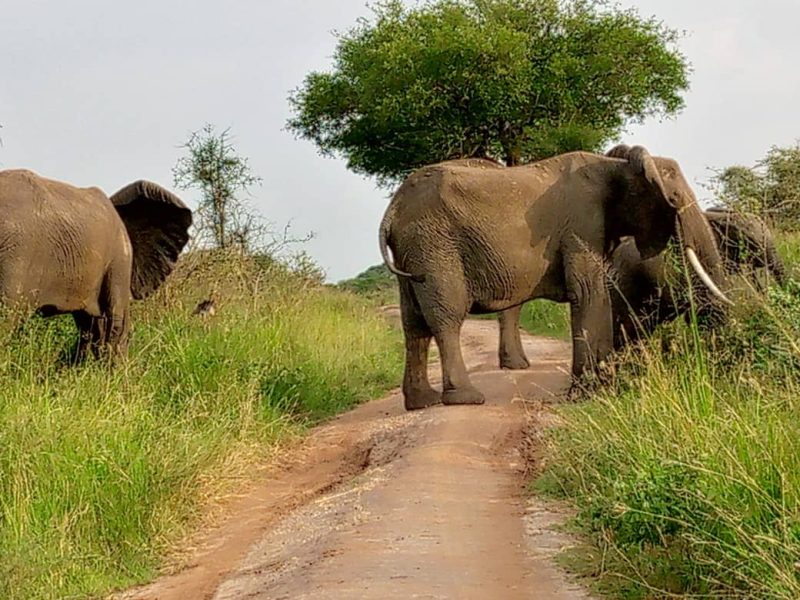 Are Kenya Safaris Worth It?