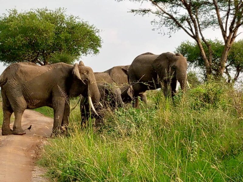 Uganda Safari Destinations