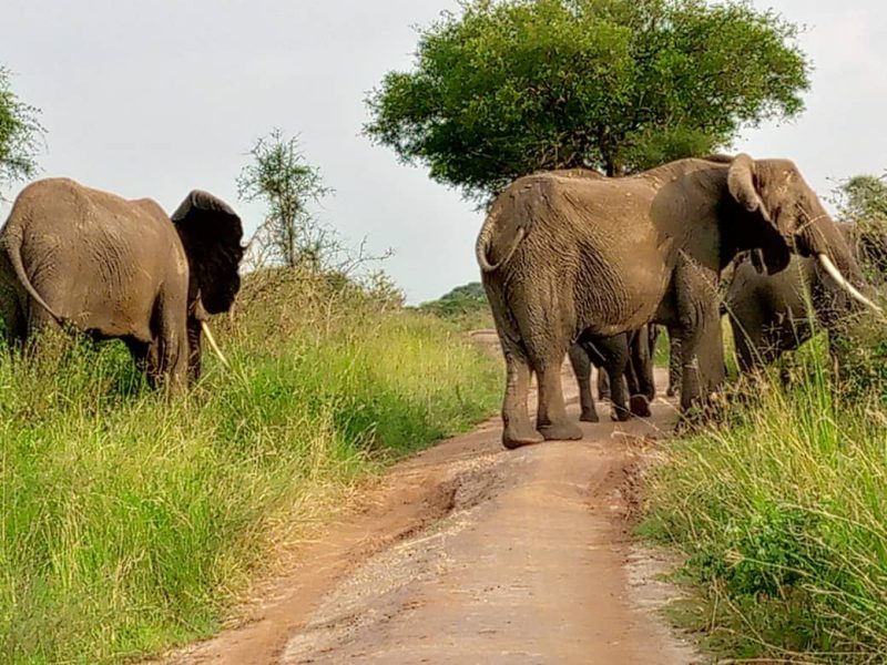 Uganda Safari Experiences
