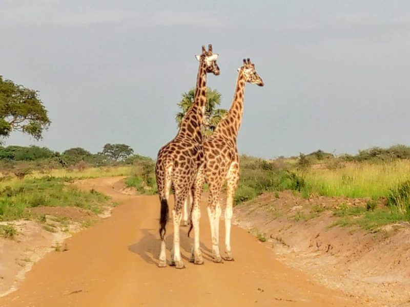 Uganda Safari Experiences
