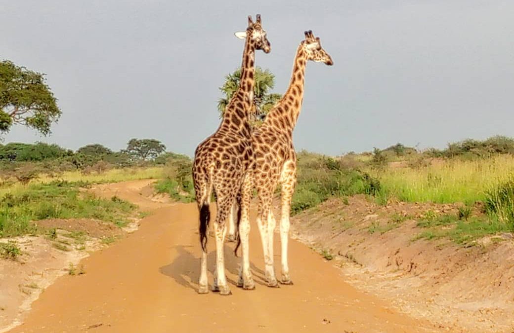 10 Best National Parks in Kenya