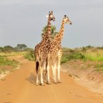 10 Best National Parks in Kenya