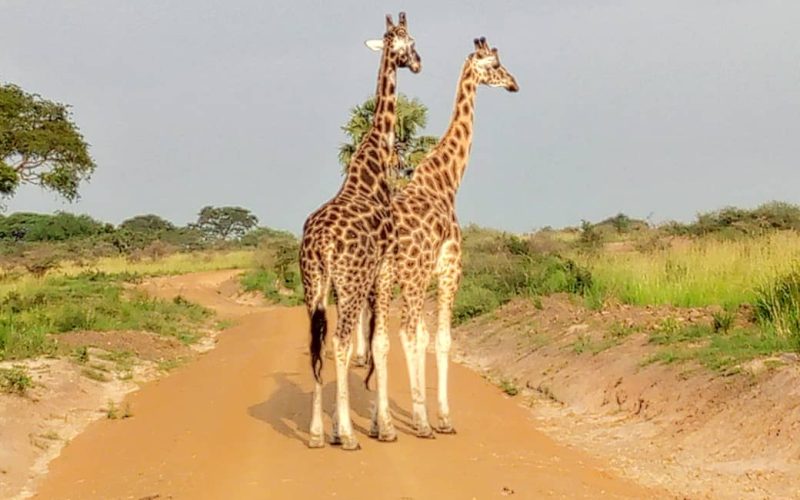 10 Best National Parks in Kenya