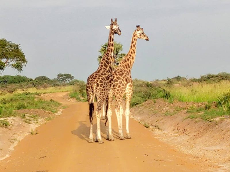10 Best National Parks in Kenya