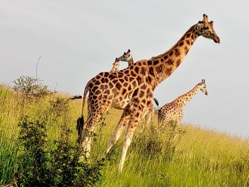 Uganda Safari Experiences