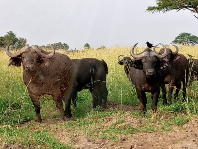 Uganda Safari Experiences