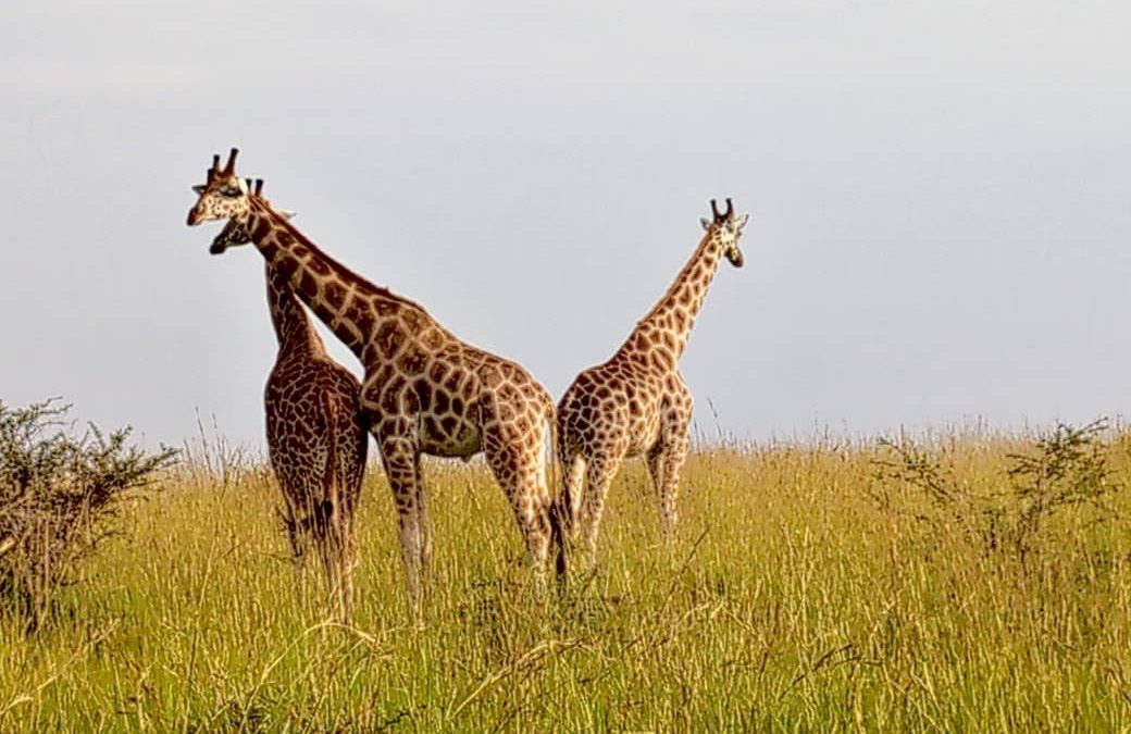 Uganda & Tanzania Wildlife Safari