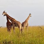 Uganda & Tanzania Wildlife Safari