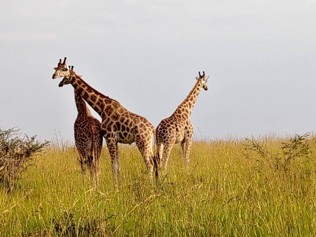 Uganda & Tanzania Wildlife Safari