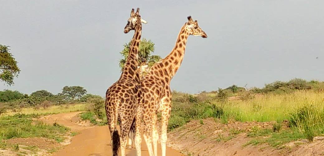 Short Uganda Wildlife Safari