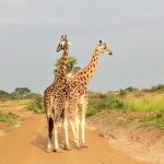 Short Uganda Wildlife Safari