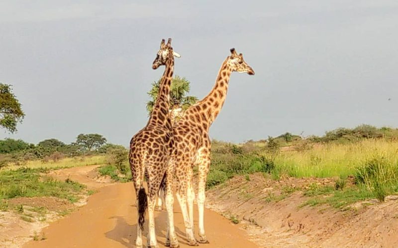 Short Uganda Wildlife Safari