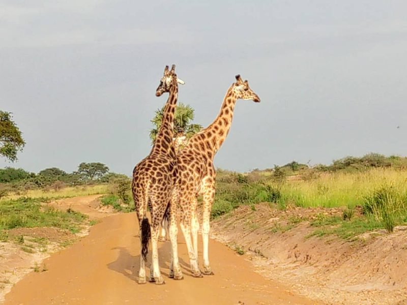 Short Uganda Wildlife Safari