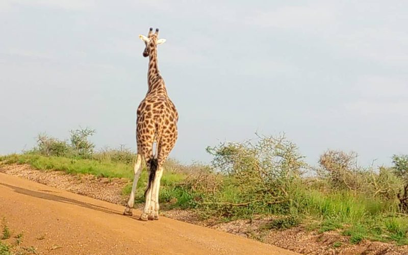 Uganda Safari Experiences