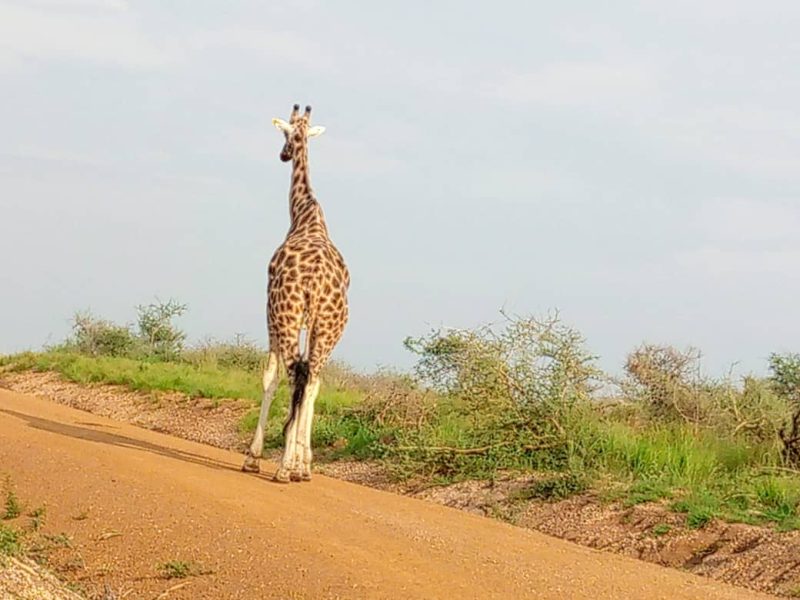 Uganda Safari Experiences