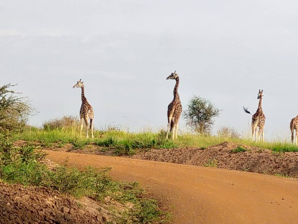 Best Tanzania Uganda Safaris