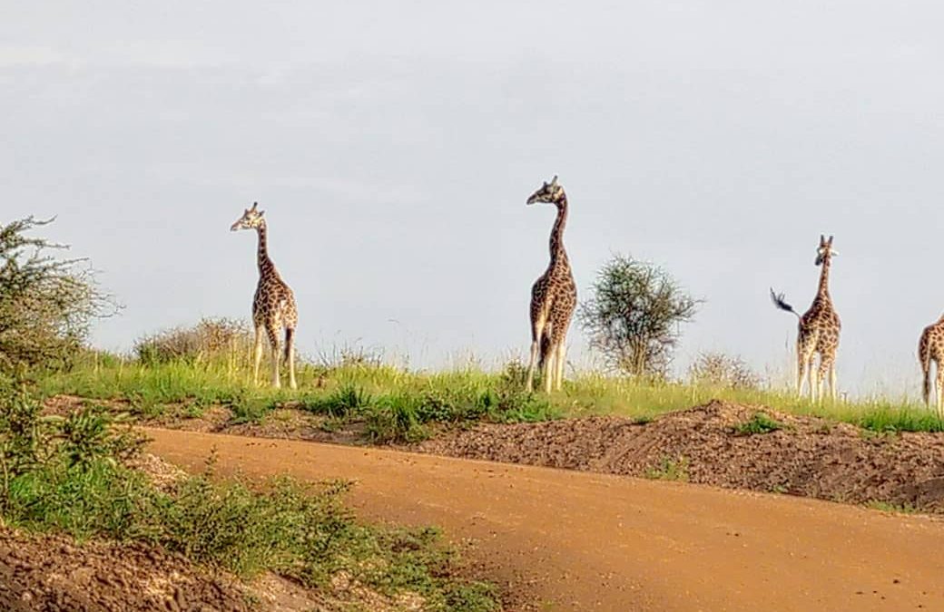 Best Tanzania Uganda Safaris