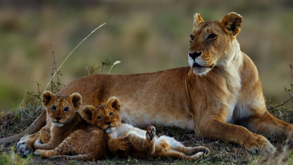 7 Days Kenya Wildlife Safari