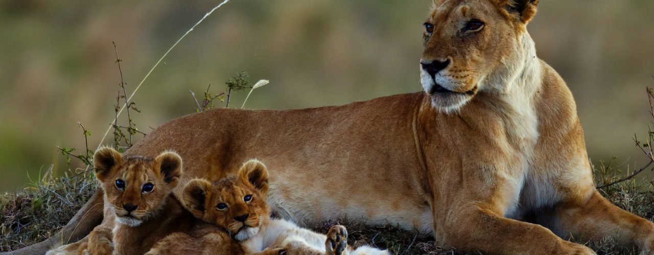 7 Days Kenya Wildlife Safari