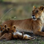 7 Days Kenya Wildlife Safari