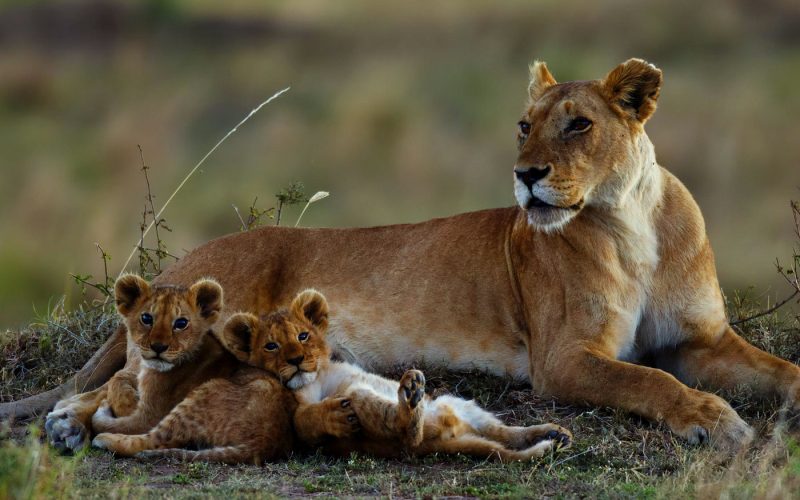 7 Days Kenya Safari Holiday