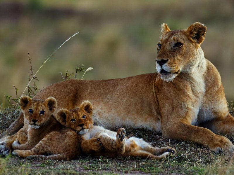 7 Days Kenya Wildlife Safari