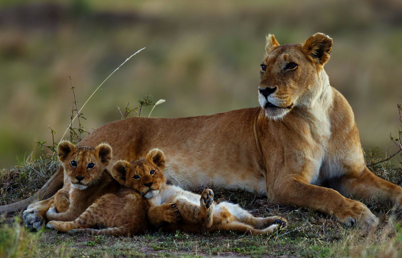 7 Days Kenya Safari Holiday