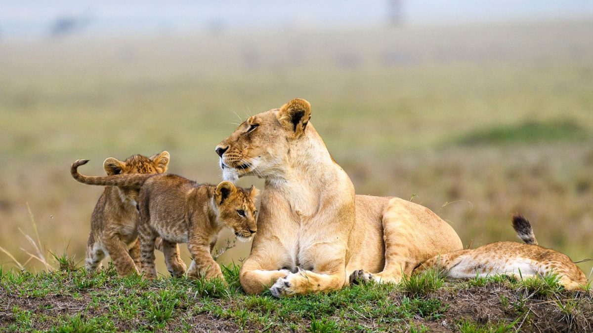 Kenya Safari Experiences