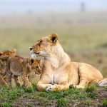 Kenya Safari Experiences