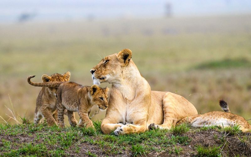 Kenya Safari Experiences