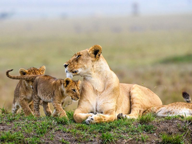 Kenya Safari Experiences