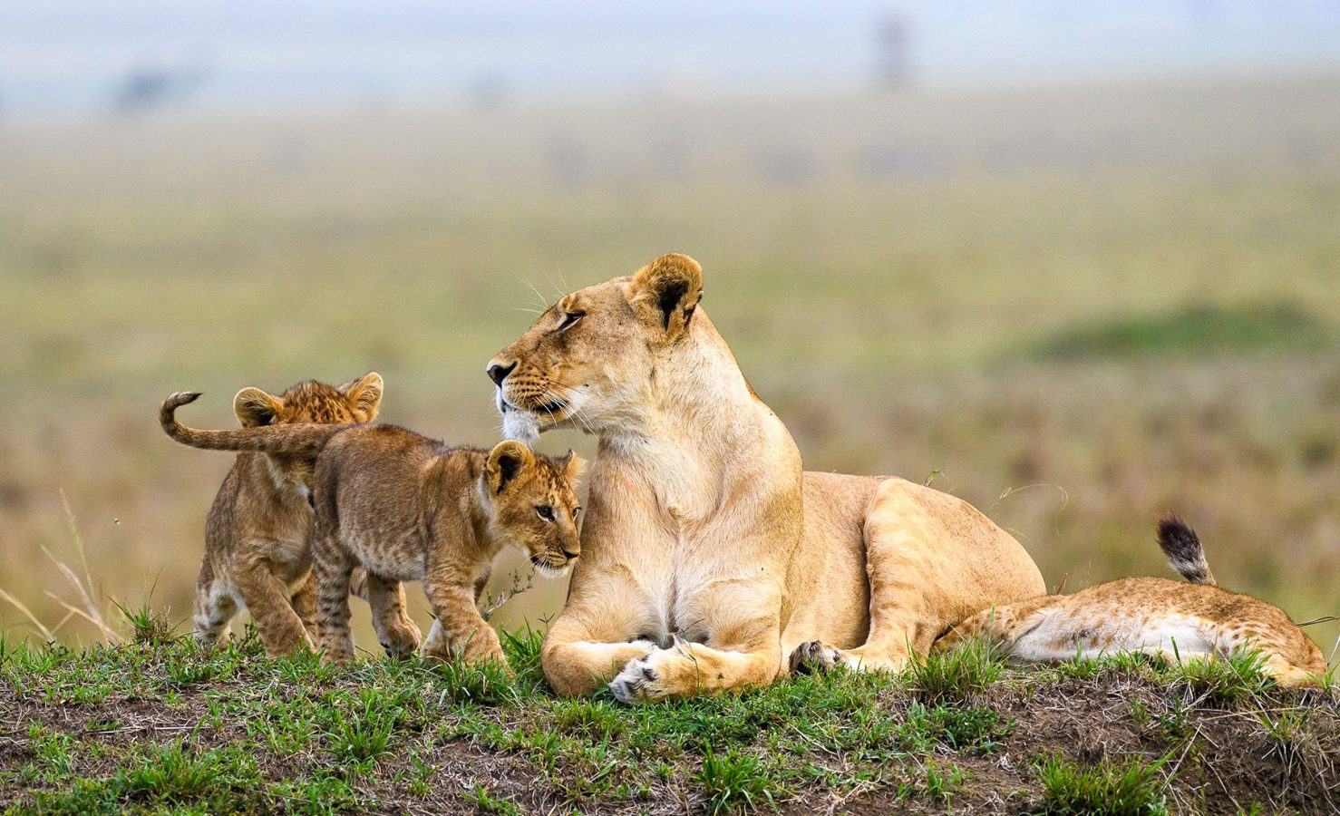 Kenya Safari Experiences