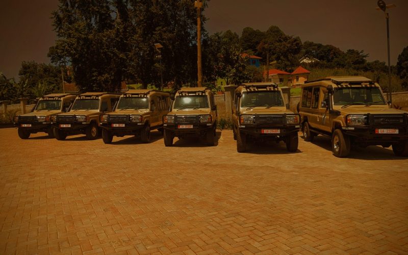 Africa Safari Experiences