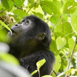 Gorilla Trekking Rwanda