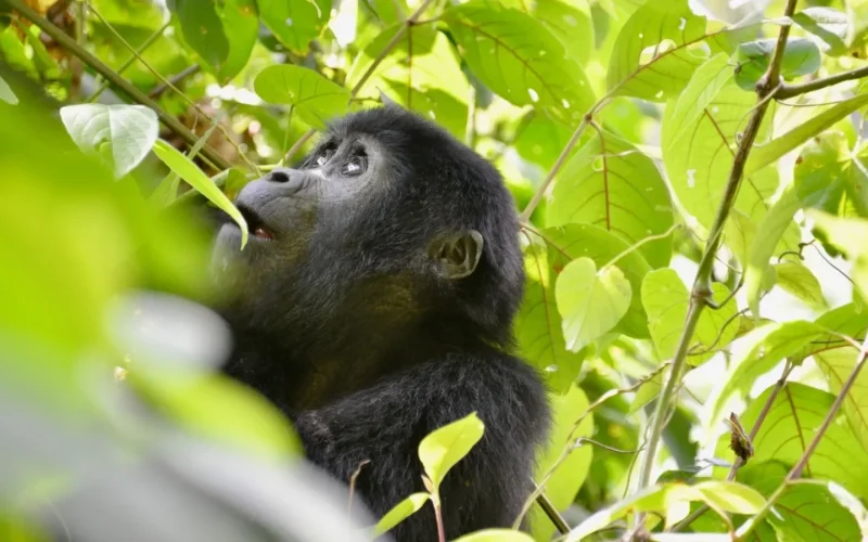 Gorilla Trekking Rwanda