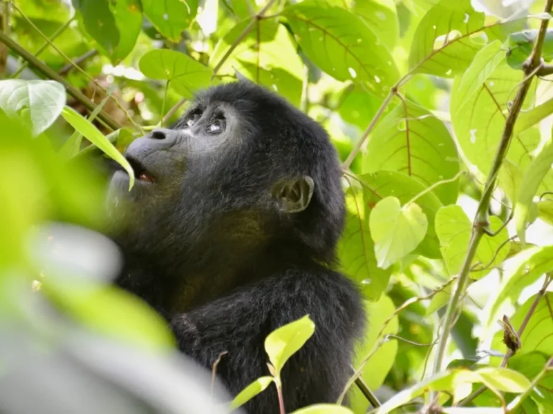 Gorilla Trekking Rwanda