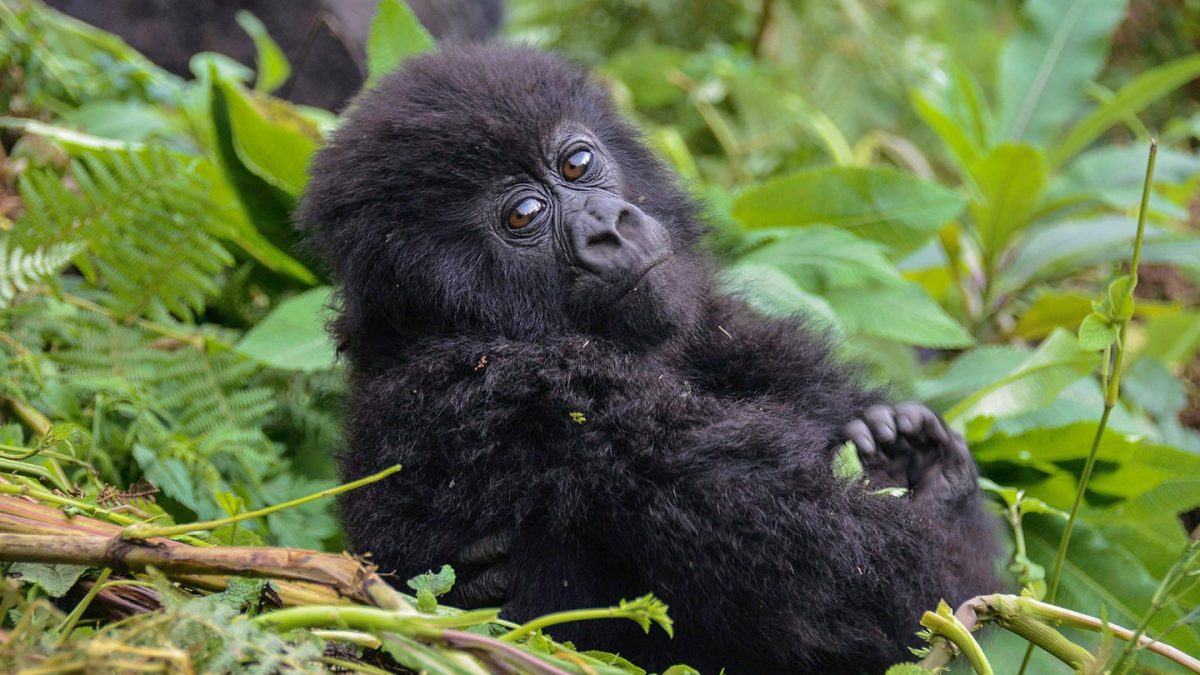 How to Plan a Rwanda Gorilla Safari from Europe
